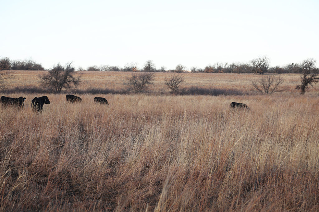 Yearling calves grazing