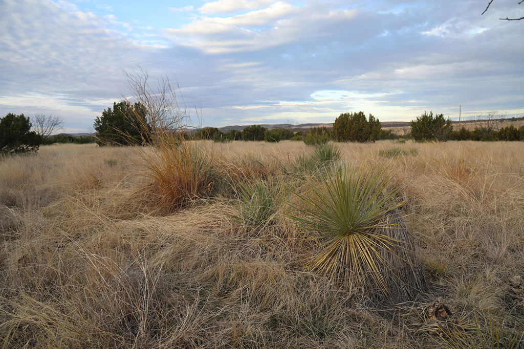 Native Range in West Texas