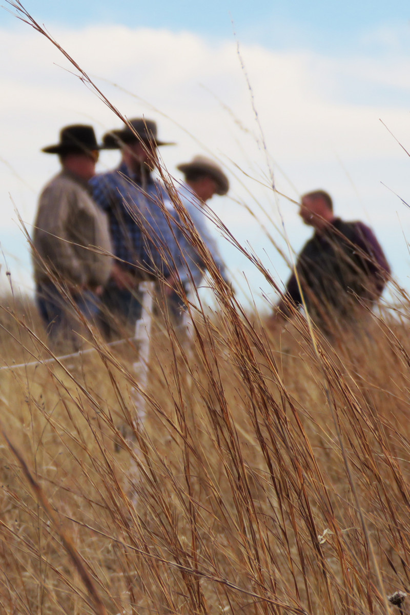 Tall Grass