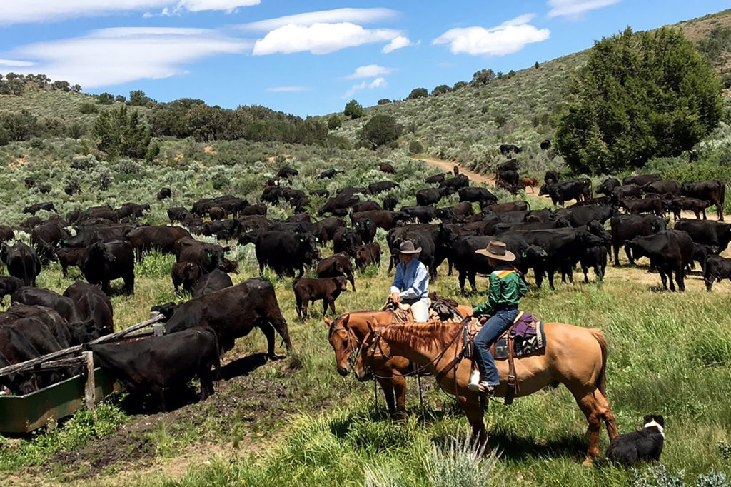 Resting cows
