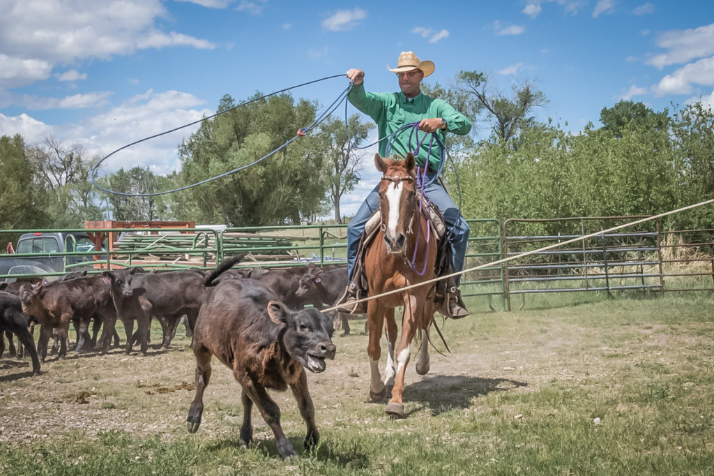 Ira Wines roping calf
