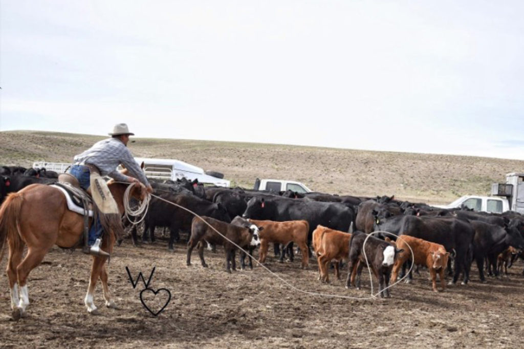 Roping Calves